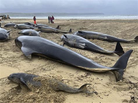 55 pilot whales die stranded on a beach in Scotland
